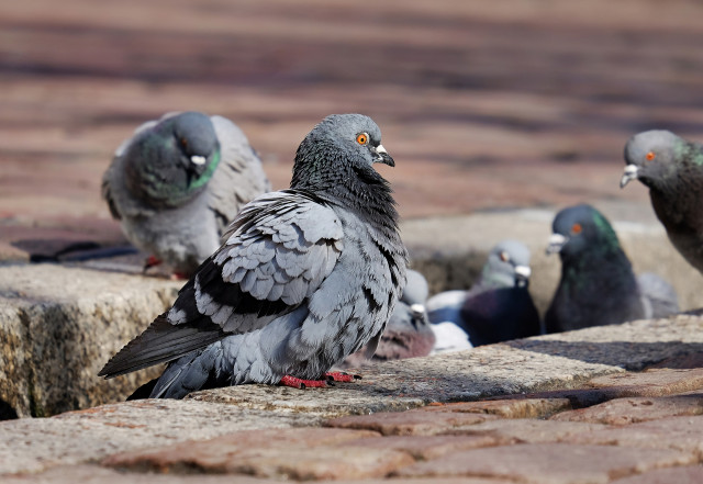 Bird Removal